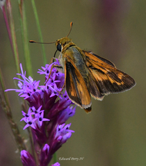 Hesperia meskei straton