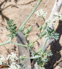 Capnophyllum africanum