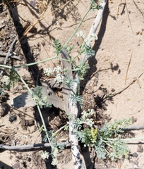 Capnophyllum africanum