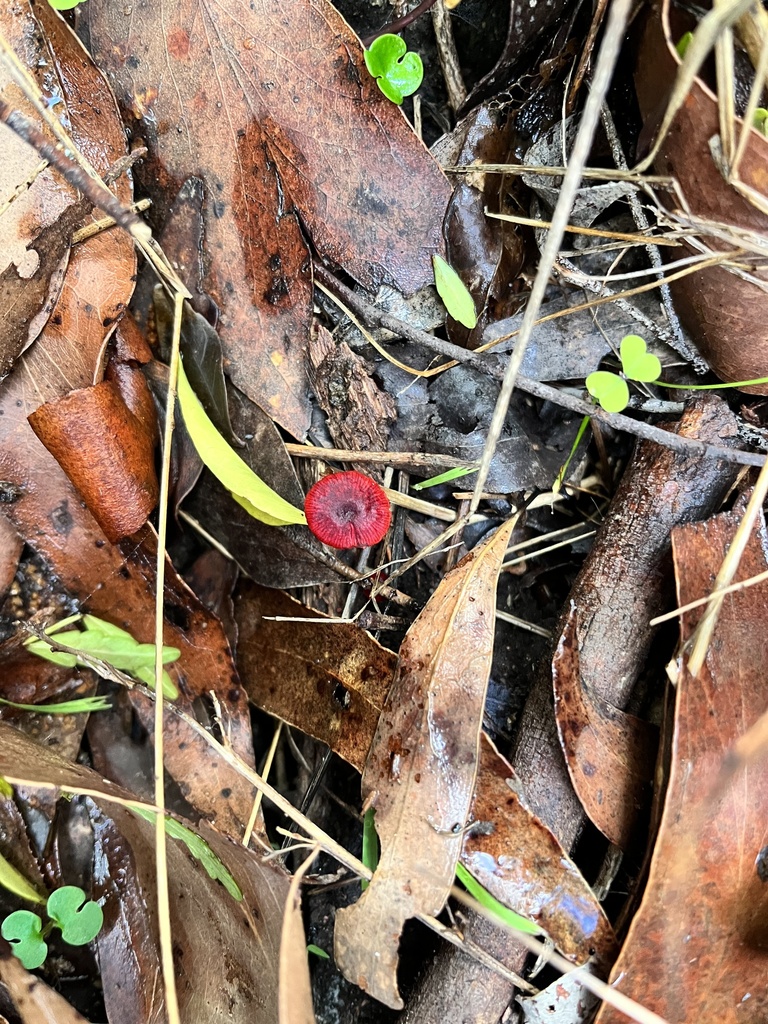 Ruby Bonnot ruby bonnet from Wicks East Nature Reserve, The Basin, VIC, AU on April ...
