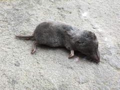 Blarina carolinensis