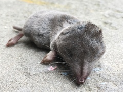 Blarina carolinensis