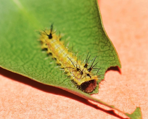 Cat's-paw Emperor