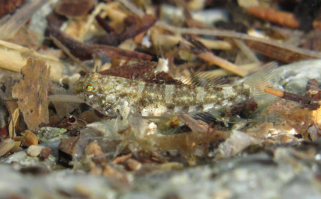 Hong Kong frillfin goby (Bathygobius hongkongensis) — Gobiidae