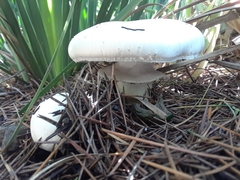 Agaricineae