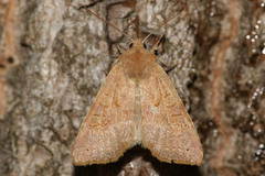 Xanthia ocellaris
