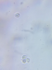 Cuphophyllus canescens