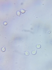 Cuphophyllus canescens