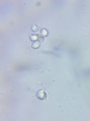 Cuphophyllus canescens