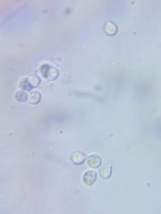 Cuphophyllus canescens