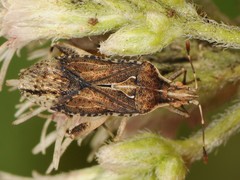 Harmostes fraterculus