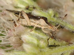 Harmostes fraterculus