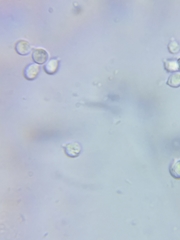 Cuphophyllus canescens