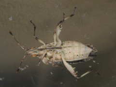 Harmostes fraterculus