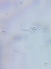 Cuphophyllus canescens