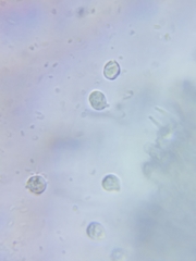 Cuphophyllus canescens