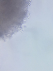 Cuphophyllus canescens