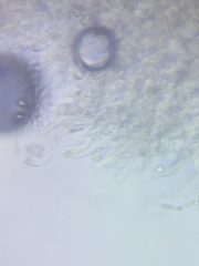 Cuphophyllus canescens