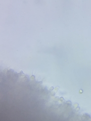 Cuphophyllus canescens