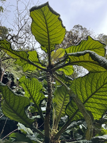 Cyrtandra cyaneoides, 2022-01-15