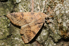 Xanthia ocellaris