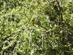 Chlorodrepanis virens wilsoni