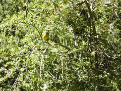 Chlorodrepanis virens wilsoni