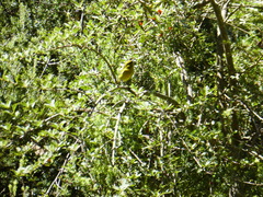 Chlorodrepanis virens wilsoni