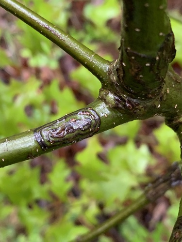 American Chestnut Moth photo 5