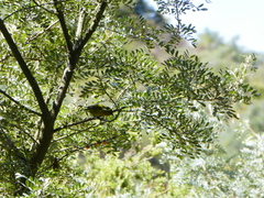 Chlorodrepanis virens wilsoni