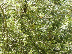 Chlorodrepanis virens wilsoni