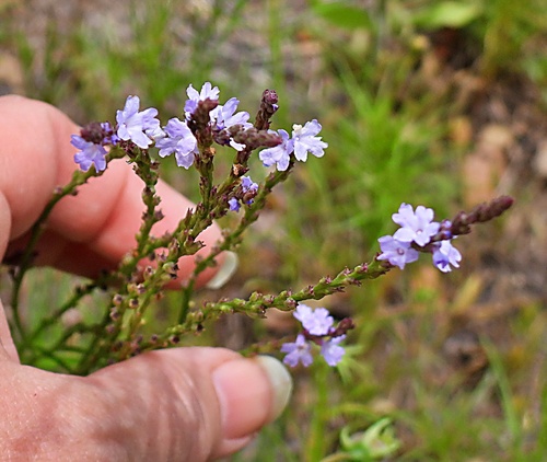 Verbena halei observed 2023-04-28