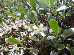 Geranium cuneatum tridens