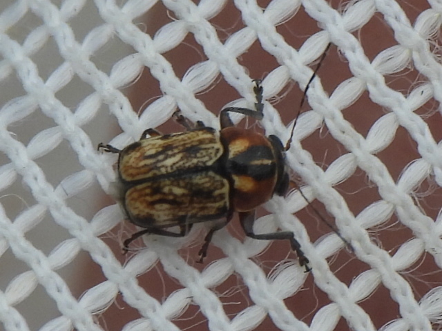 Pachybrachis subvittatus