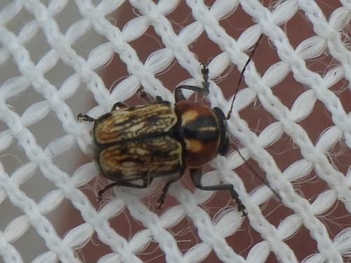 Pachybrachis subvittatus