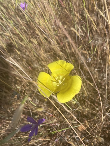 iNaturalist observation photo of Yellow Mariposa Lily