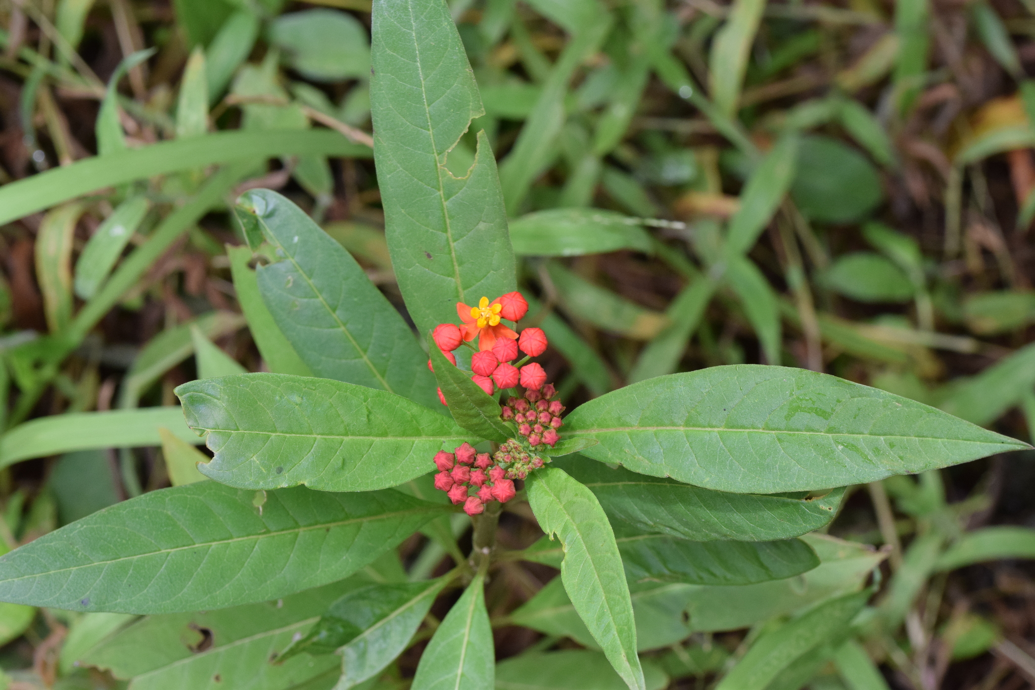 Asclepias curassavica image