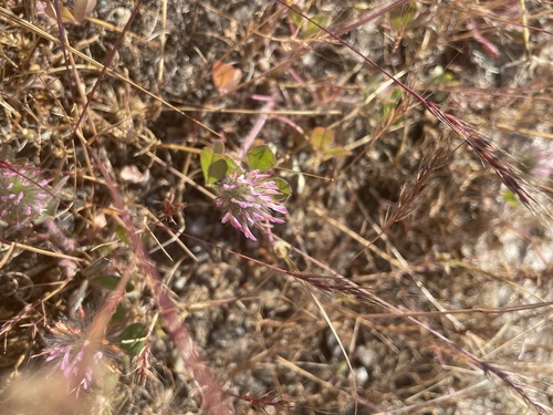 iNaturalist observation photo of Rose Clover