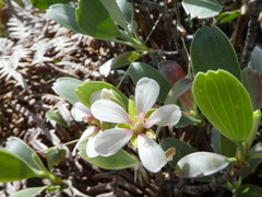 Geranium cuneatum tridens