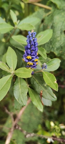 Monnina salicifolia, photograph 2