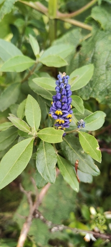Monnina salicifolia, photograph 3
