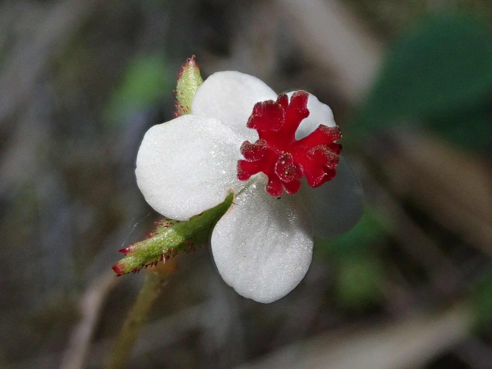 Begonia urticae image