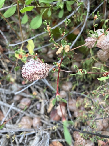 Image of Harfordia macroptera by (c) Jess Mullins, some rights reserved (CC BY)