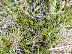 Coprosma ernodeoides