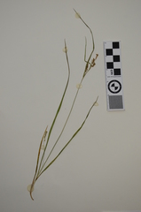 Carex garberi