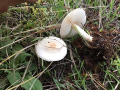 Lepiota erminea