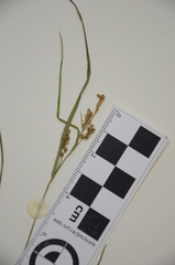 Carex garberi