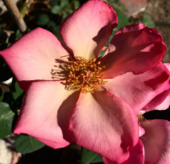 Rosa