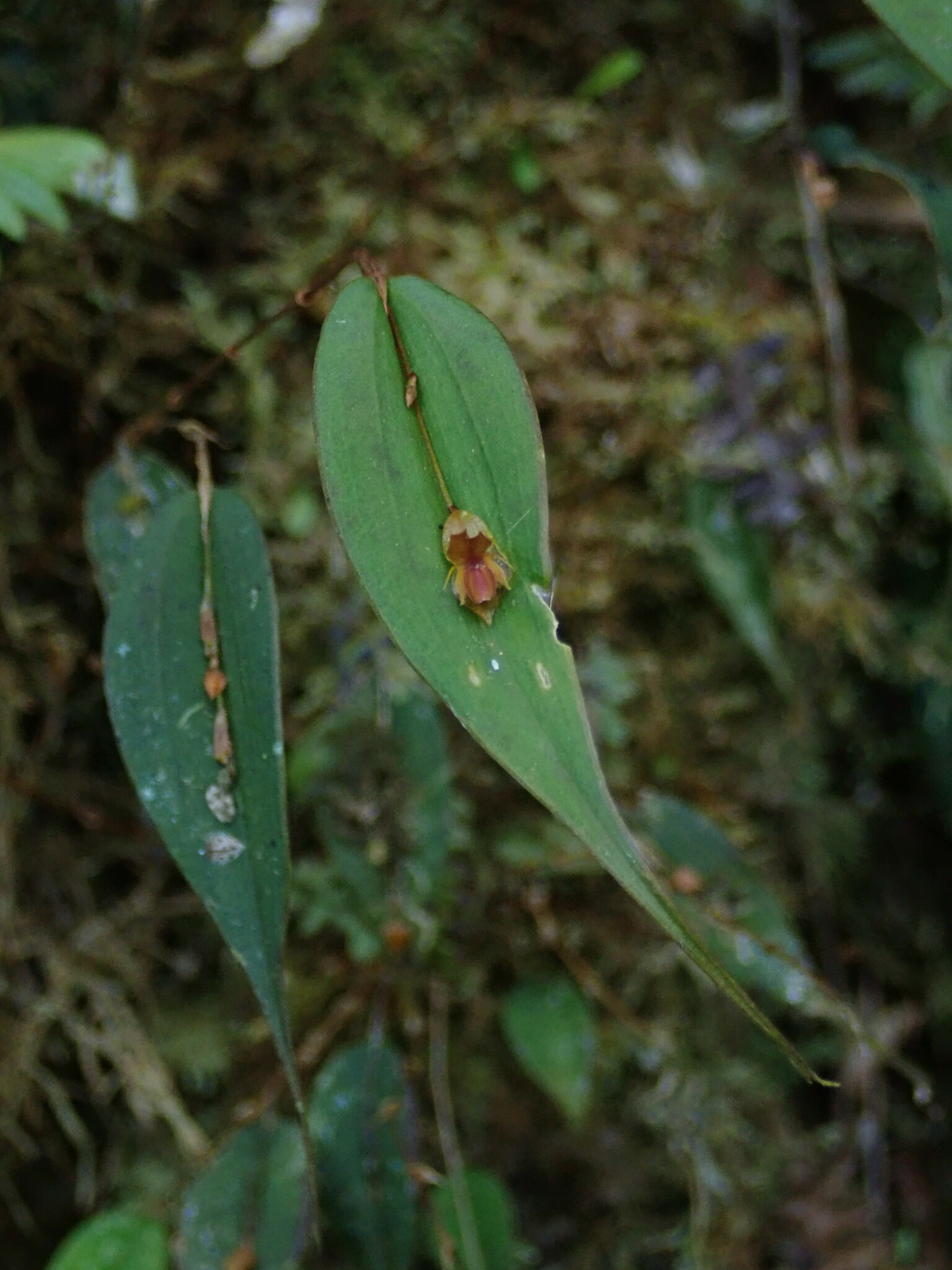 Lepanthes mucronata image