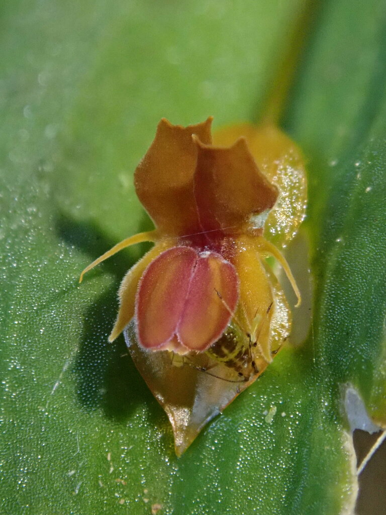 売れ筋・人気アイテム 商品 Blunt Point Lepanthes (Lepanthes mucronata) · iNaturalist その他観葉植物
